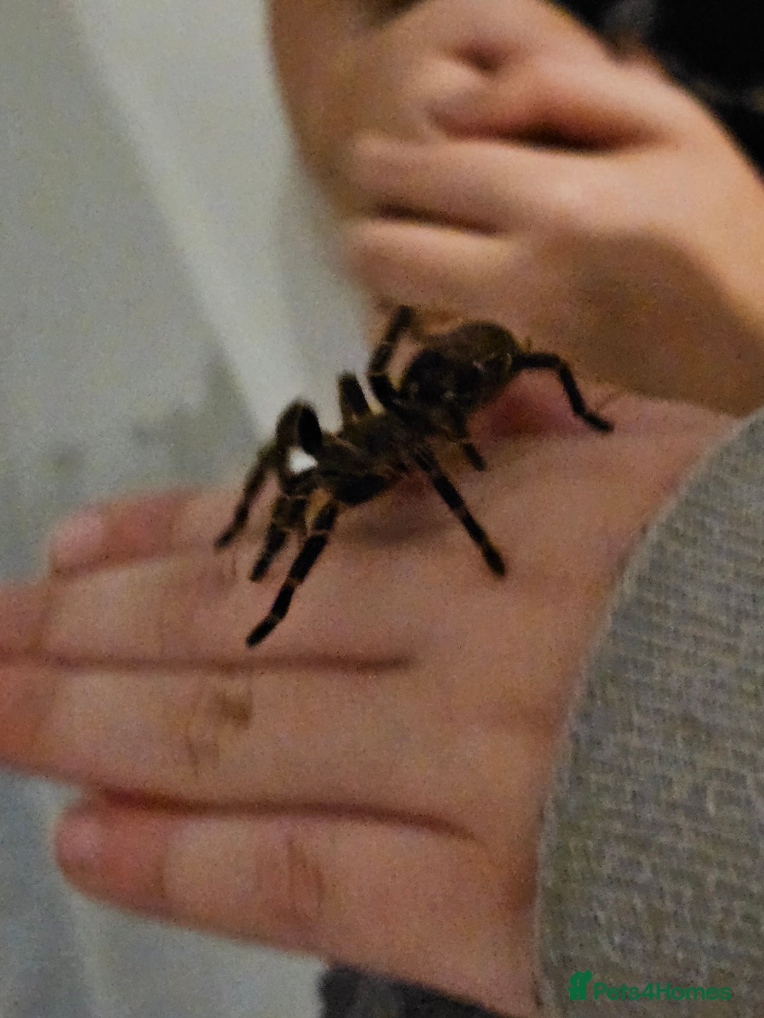Tarantulas invertebrates for sale: Grammostola pulchripes with set up  - Image 4