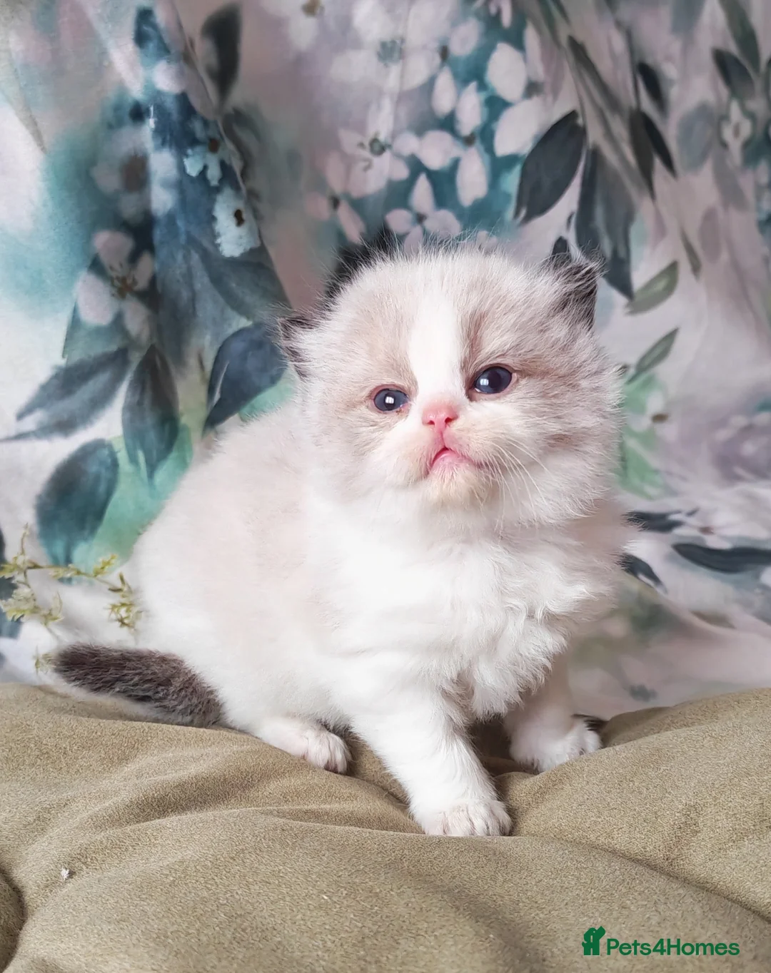 Ragdoll cats for sale: BEAUTIFUL RAGDOLLS KITTENS GCCF REGISTERED  - Advert 2