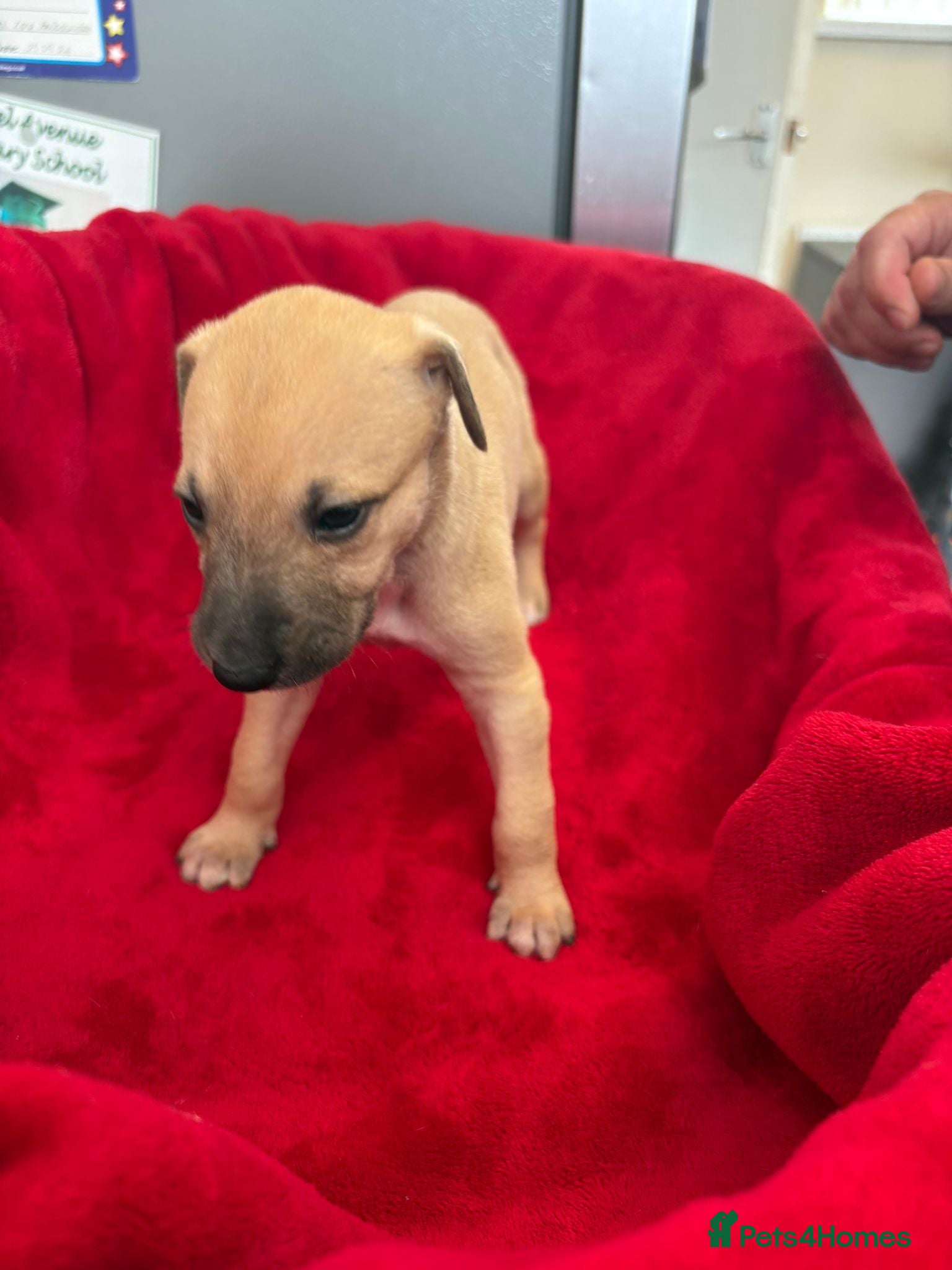Mixed Breed dogs for sale: Saluki whippet greyhound - Advert 15