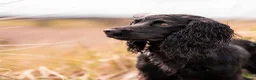 Cocker Spaniel dogs for sale: KC working cocker spaniels  in Malvern - Advert 15