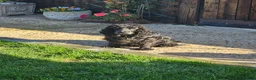 Cockapoo dogs for sale: Bautifull  cockerpoos  - Advert 4
