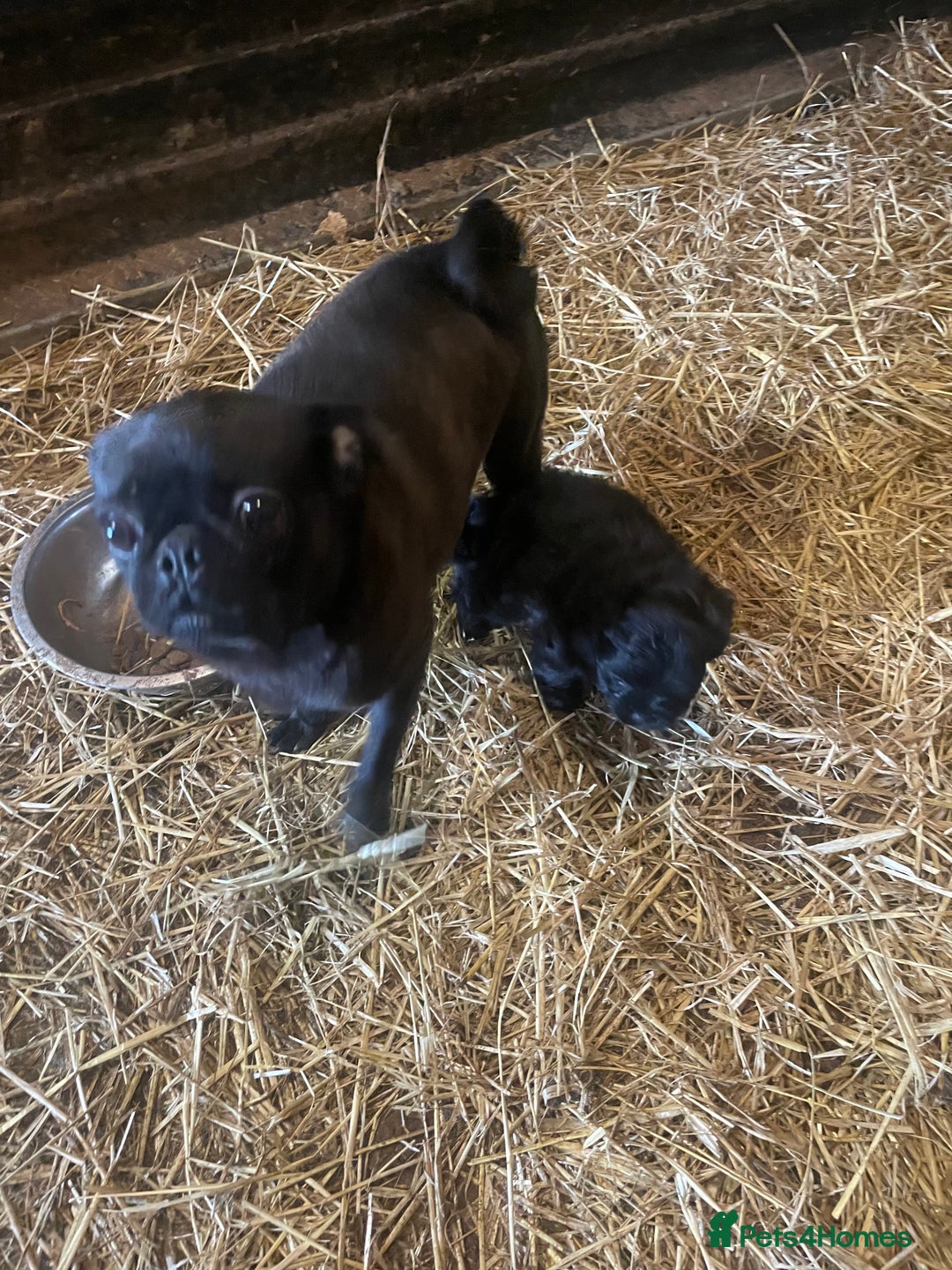 Mixed Breed dogs for sale: Minature Pugapoo Puppies  - Image 5