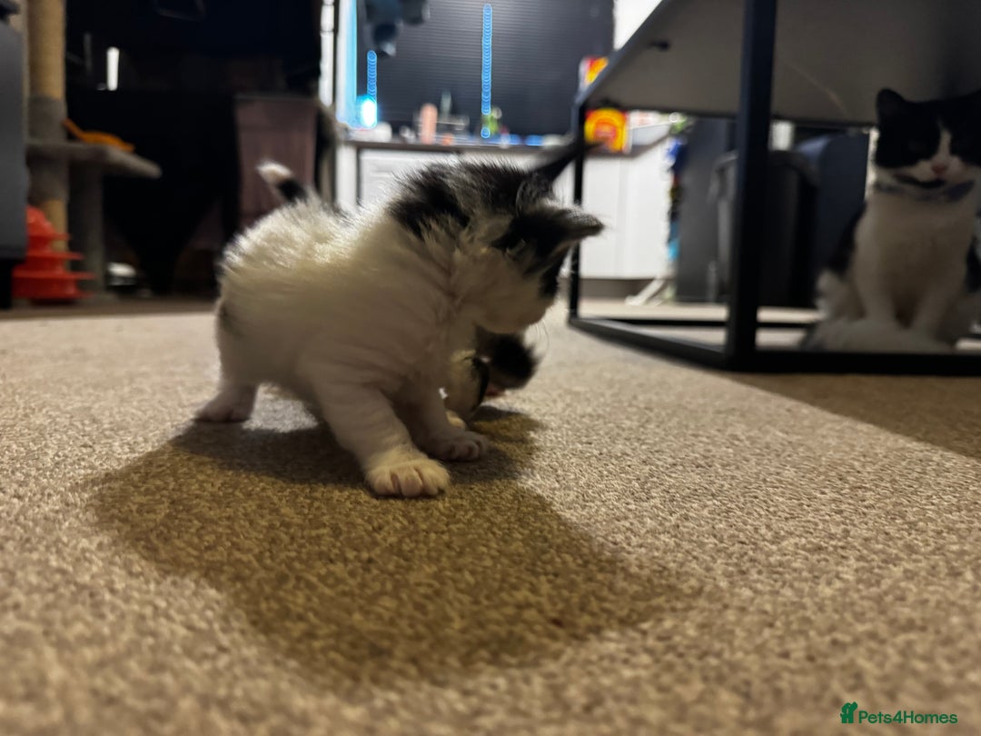 British Longhair cats for sale: Black and white long hair kittens for sale - Advert 8
