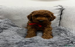 Labradoodle dogs for sale: Miniature Labradoodle  - Advert 16