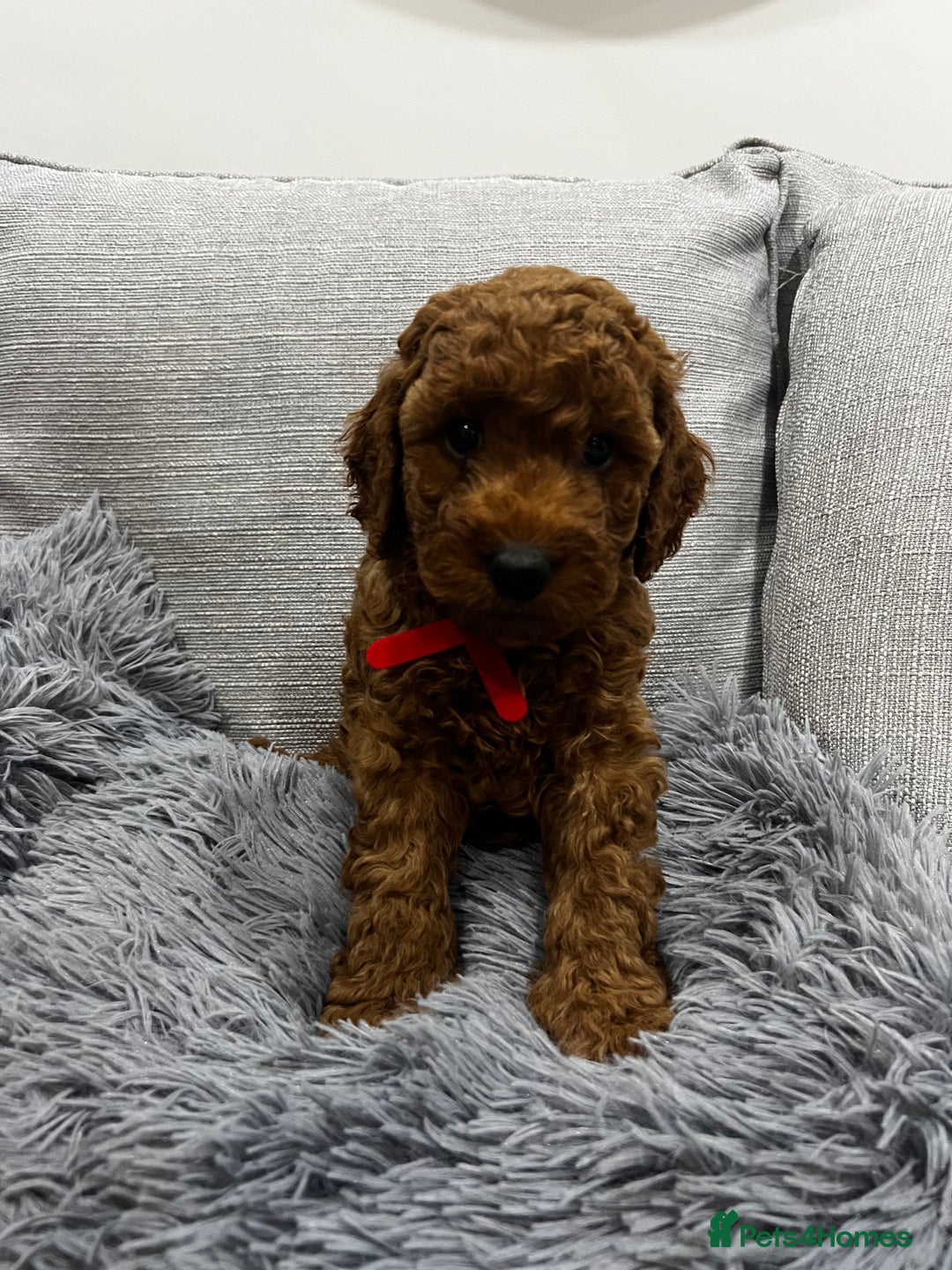 Labradoodle dogs for sale: Miniature Labradoodle  - Advert 16