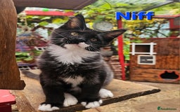 Maine Coon cats for sale: BLACK AND WHITE Maine Coons  - Image 1