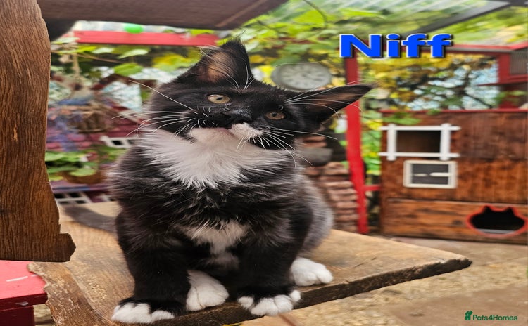Maine Coon cats - Advert 1