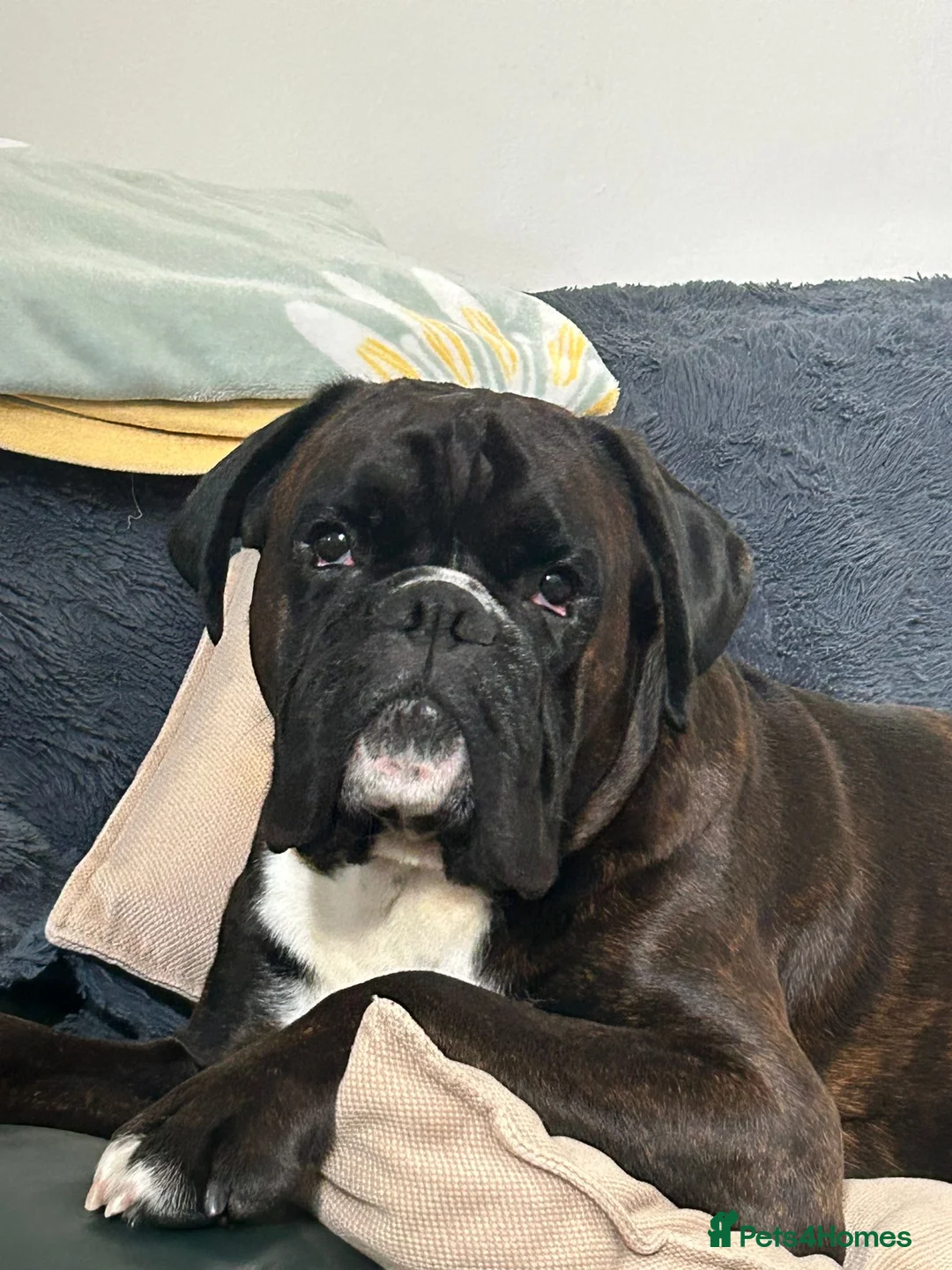 Boxer dogs for stud: Bóxer  - Advert 4