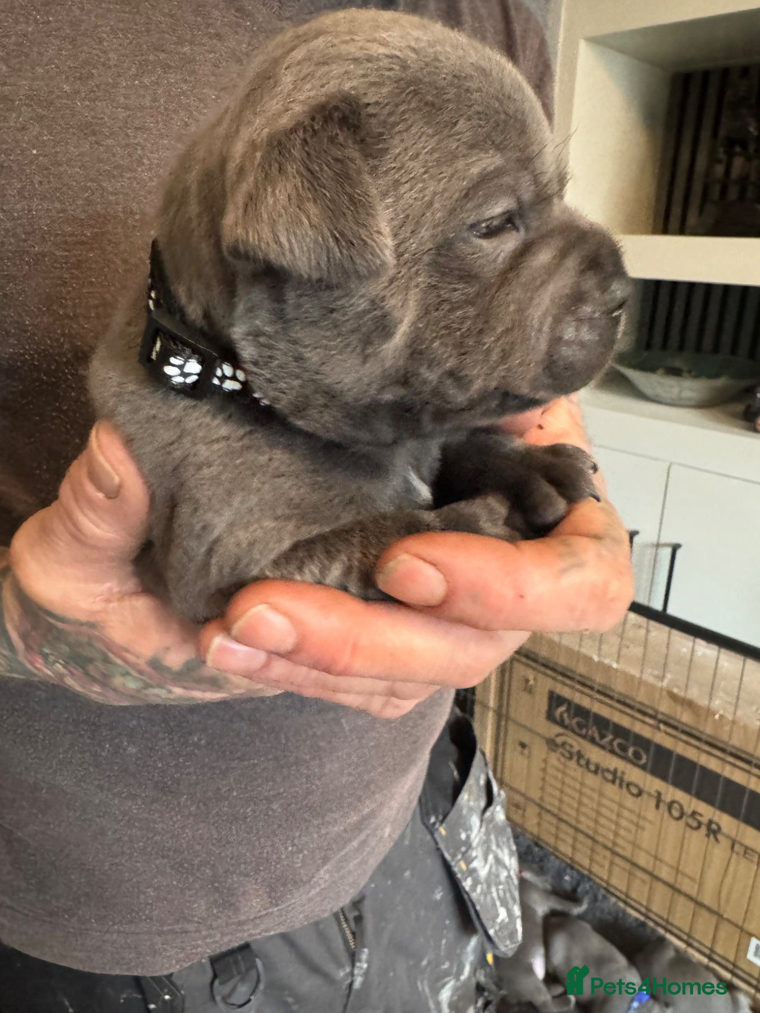 Staffordshire Bull Terrier dogs 10 kc registered staffy puppies - champion lines - Advert 6