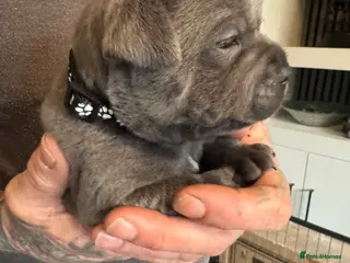 Staffordshire Bull Terrier dogs 10 kc registered staffy puppies - champion lines - Advert 6