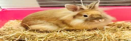 Lionhead rabbits for sale: Purebred lionhead female  - Advert 4