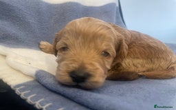 Toy Poodle dogs for sale: Toy poodle puppies  - Image 7