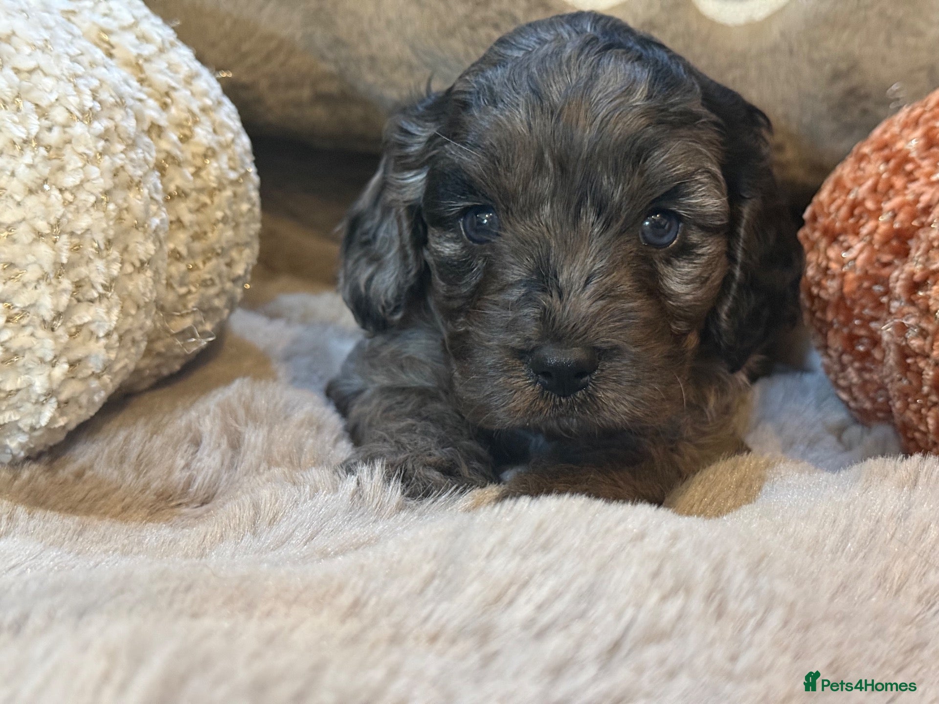 Cavapoo dogs Stunning coloured F1 Cavapoo’s - Advert 2