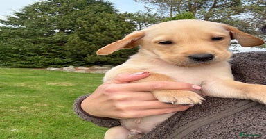 Labrador Retriever dogs - Advert 14