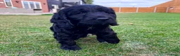 Mixed Breed dogs for sale: Beautiful Schnoodle Babies 🐾🐾🐾 - Advert 9