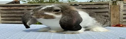 French Lop rabbits for sale: French Lop Babies ready to leave now - Advert 2