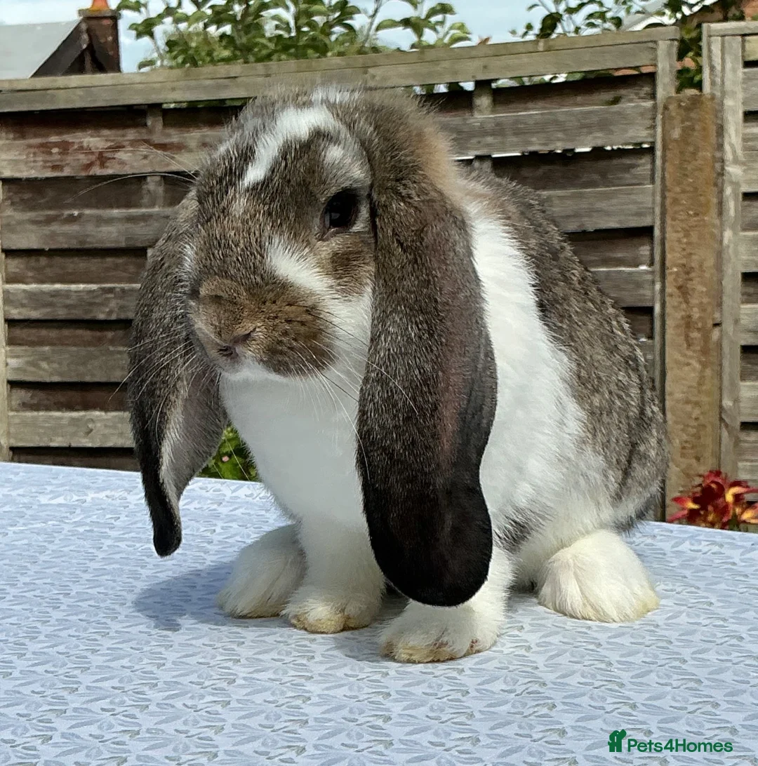 French Lop rabbits for sale: French Lop Babies ready to leave now - Advert 2