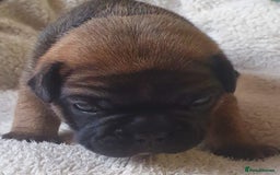 French Bulldog dogs for sale: 4 Chunky Male French Bulldogs - Image 7