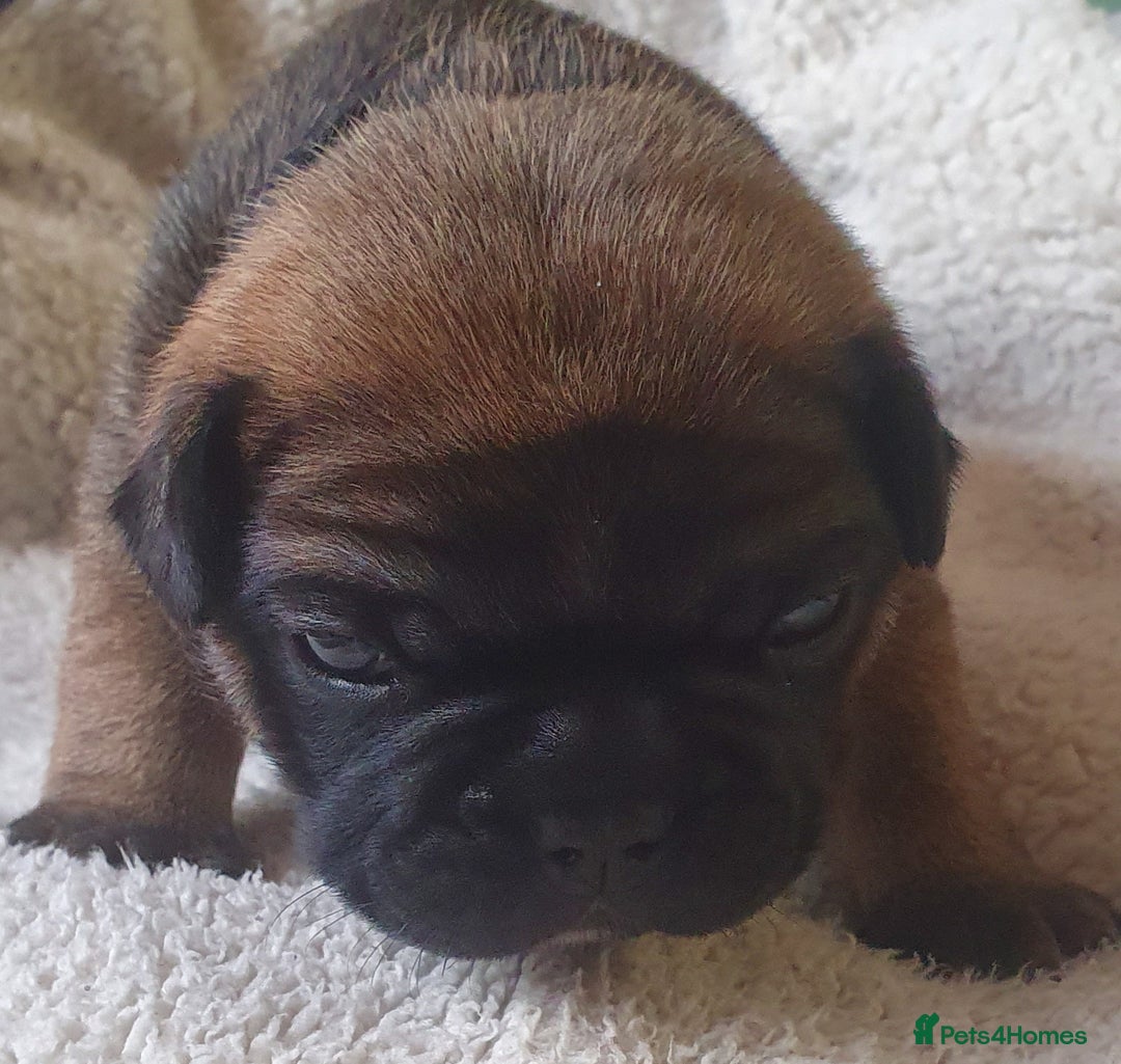 French Bulldog dogs for sale: 4 Chunky Male French Bulldogs - Image 7