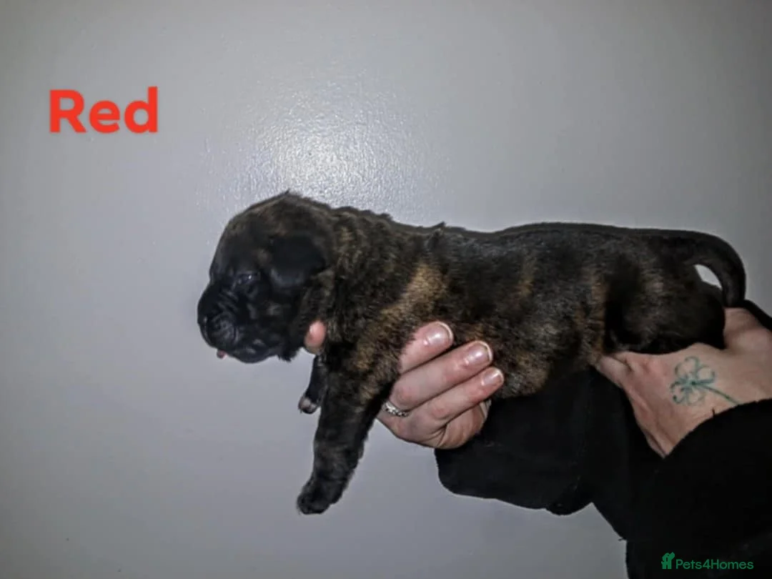 Mixed Breed dogs for sale: CANE CORSO X PRESA CANARIO PUPS £750 - Advert 10