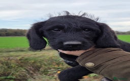 Labradoodle dogs for sale: 7 Miniture labradoodles  - Advert 6