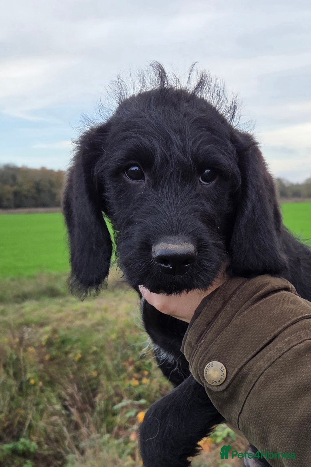 Labradoodle dogs for sale: 7 Miniture labradoodles  - Advert 6