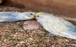 Budgerigars birds for sale: Budgies for sale £15 in Lincoln - Image 4