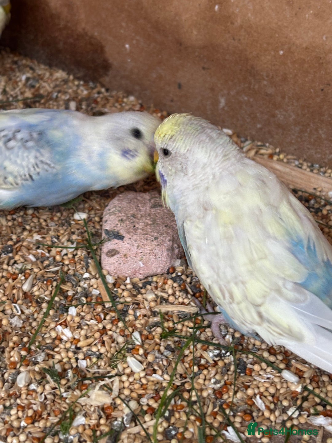 Budgerigars birds for sale: Budgies for sale £15 in Lincoln - Image 4