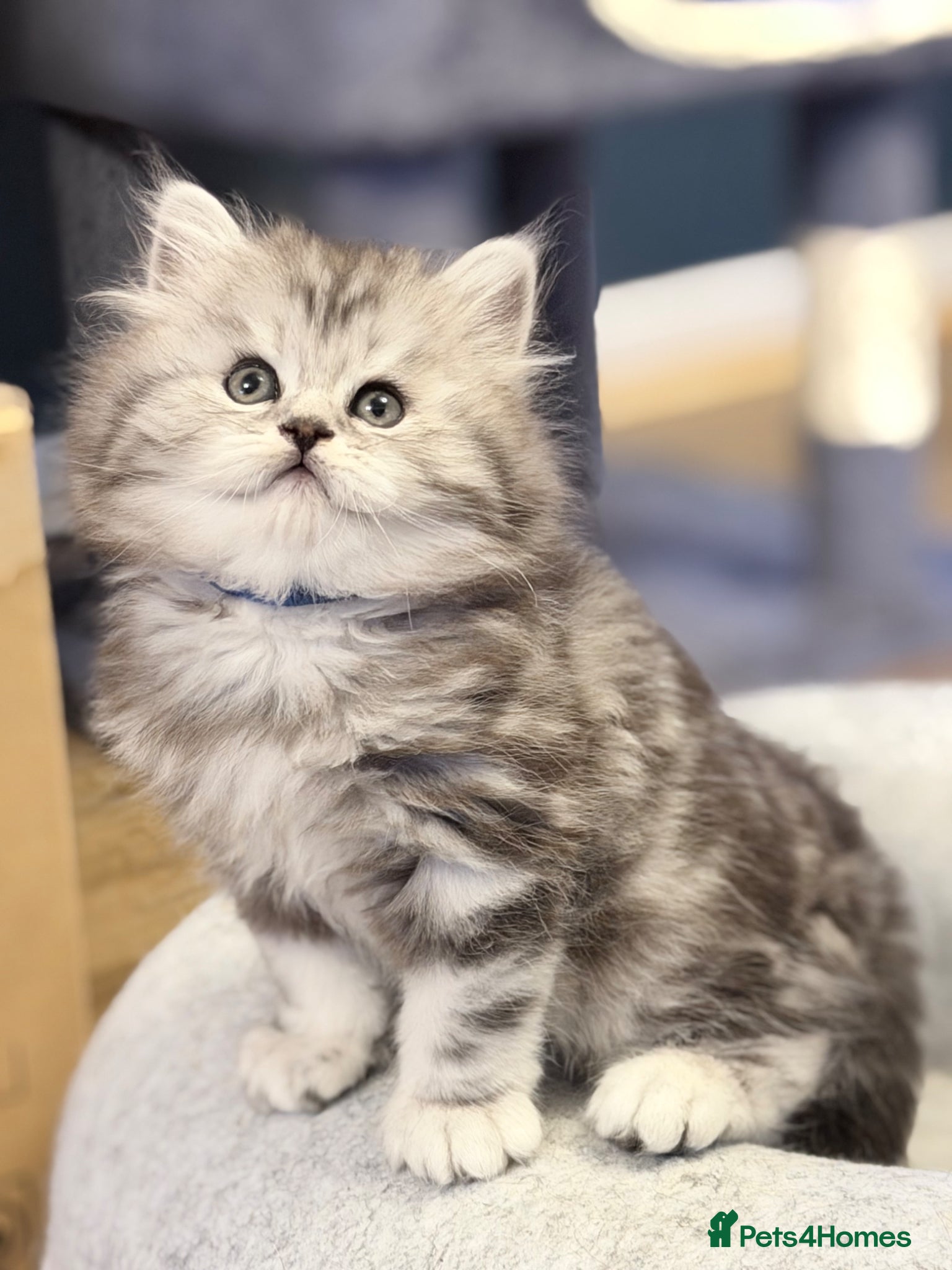 British Longhair cats RARE GCCF reg PKD Clear BLH Silver Tabby Kittens - Advert 1