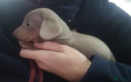 Miniature Dachshund dogs for sale: Charming Miniature dashond puppies  - Advert 4