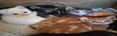 Dark ginger