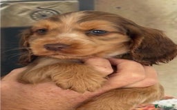 Cocker Spaniel dogs for sale: Kc registered Adorable Show cocker   puppy’s 🐶🐶 - Image 11