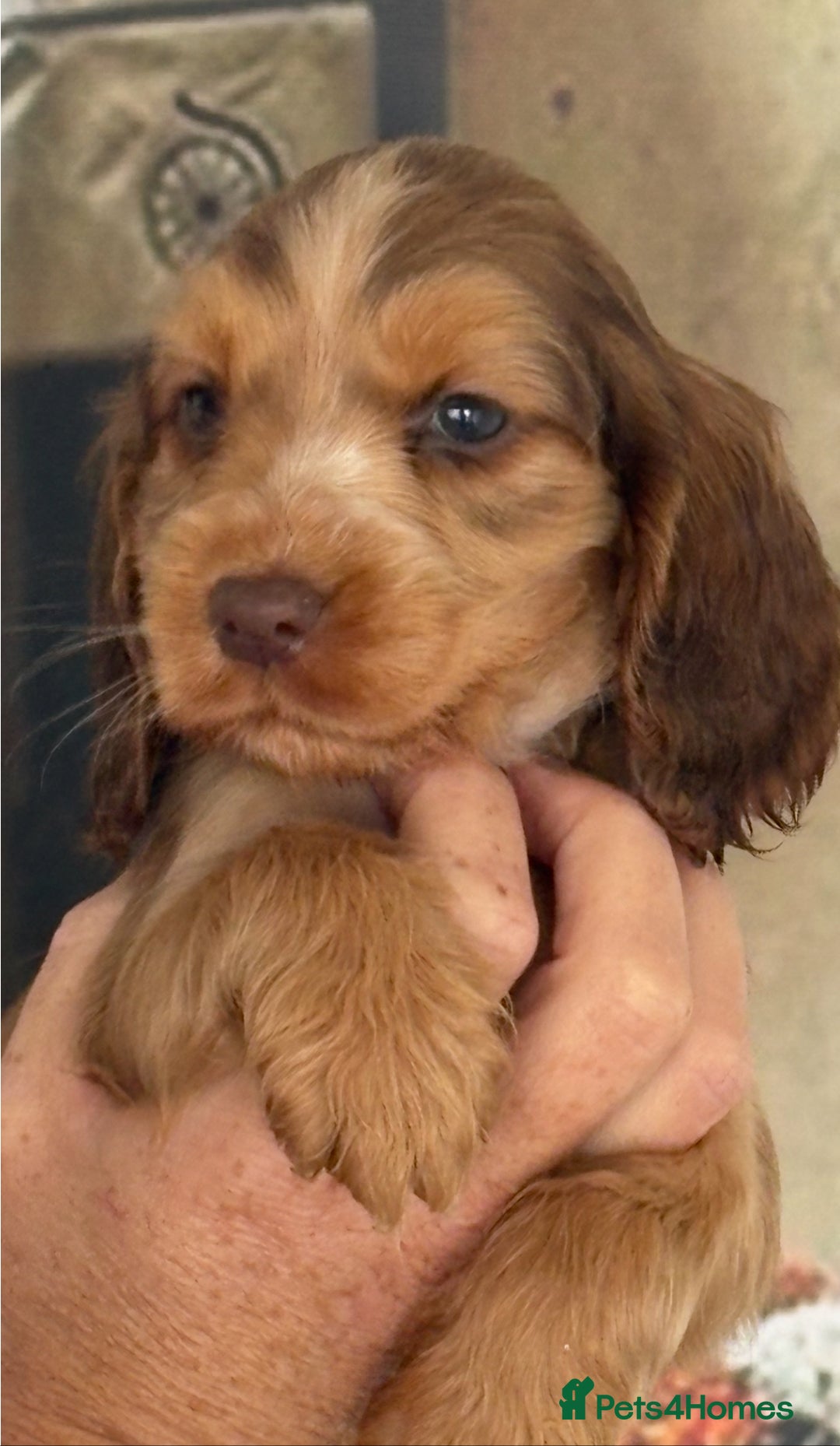 Cocker Spaniel dogs for sale: Kc registered Adorable Show cocker   puppy’s 🐶🐶 - Image 11