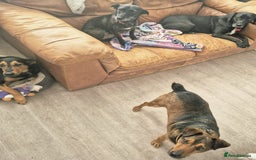 Mixed Breed dogs for adoption: 💙🐶 STAS 🐶💙 - Image 25