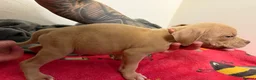 American Bully dogs for sale: American pocket bully puppies for sale 🐾 - Advert 34