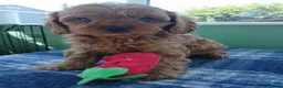 Cavapoo dogs for sale: Cavapoo puppies for sale - Advert 16