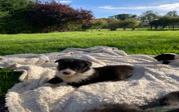 Border Collie dogs for sale: 12 Border Collie Puppies for sale  - Image 3