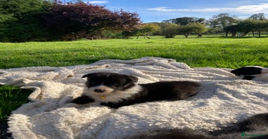 Border Collie dogs - Advert 13