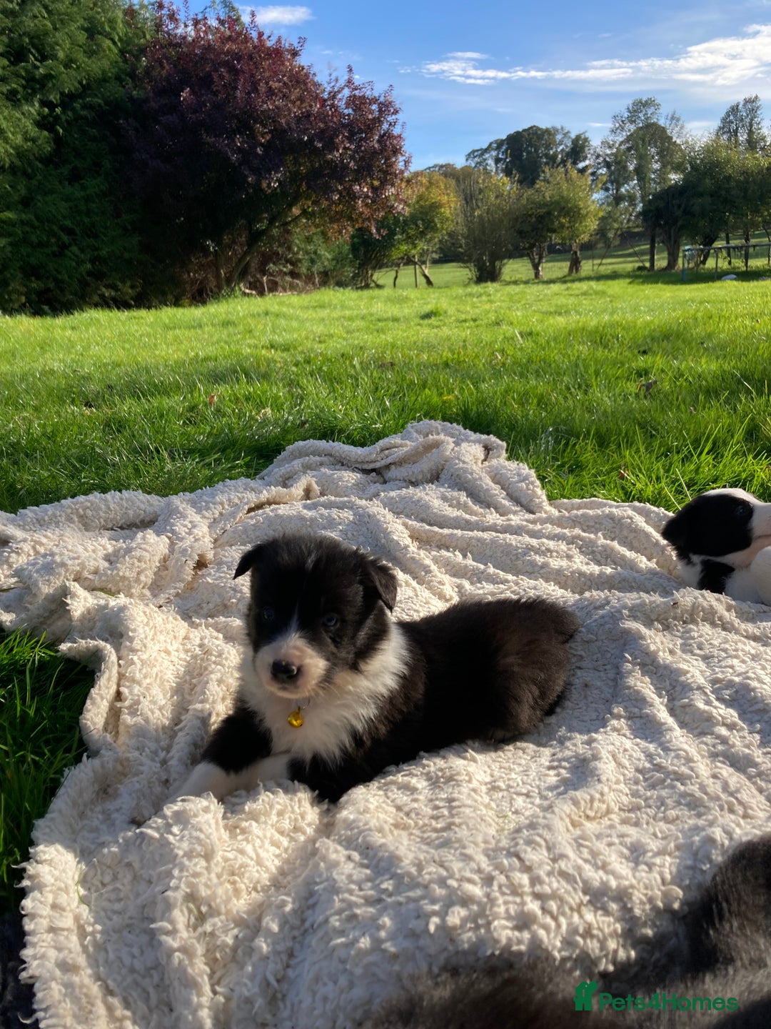 Border Collie dogs for sale: 12 Border Collie Puppies for sale  - Image 3
