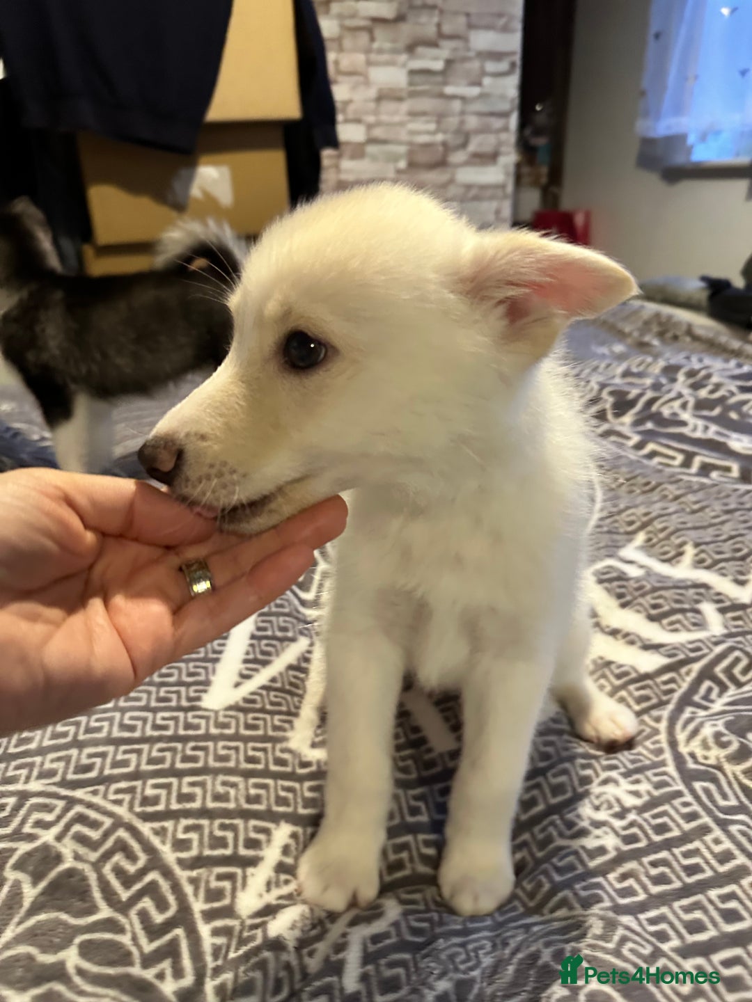 Pomsky dogs for sale: F4 Puppy pomsky  - Advert 11