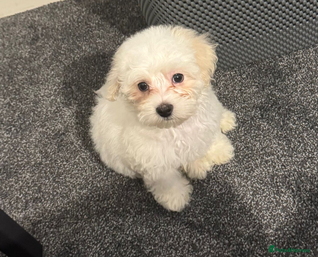 Maltese dogs for sale: Bella the Bichon Maltese🩷 - Image 5