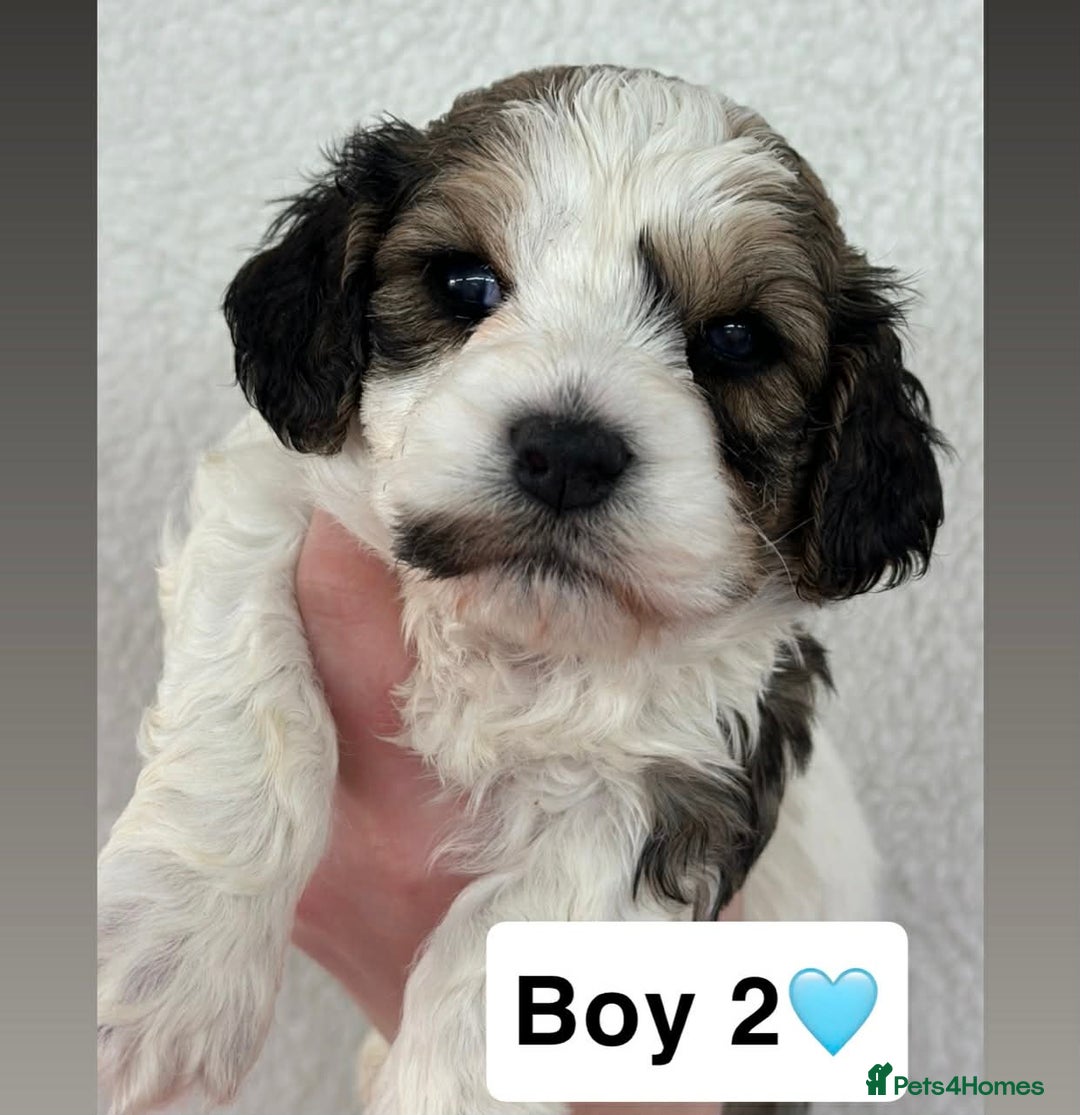 Cavachon dogs for sale: Stunning DNA Clear Cavachon pups - Advert 4