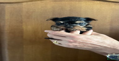 Yorkshire Terrier dogs - Advert 3