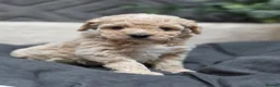 Maltipoo dogs for sale: Tiny Maltipoo F1B Puppies  in Motherwell - Advert 19