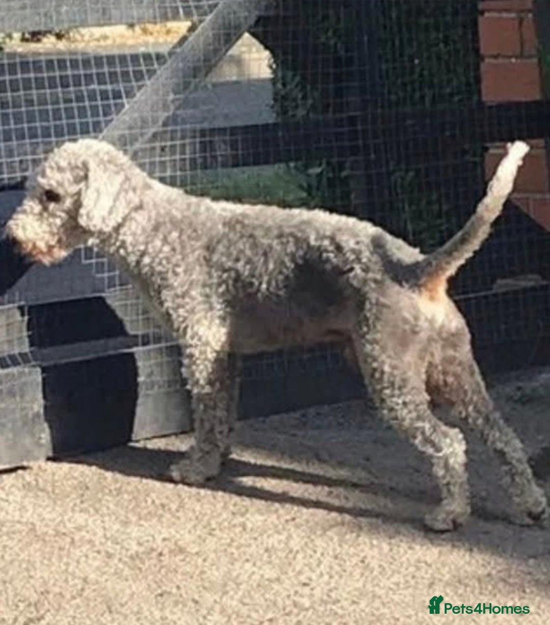 Bedlington Terrier dogs for sale: Bedlington terriers for sale  - Image 9
