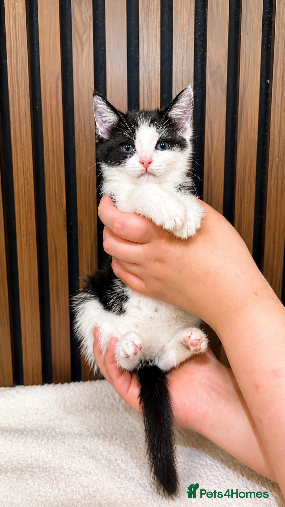 Domestic Shorthair cats Stunning Kittens | Bella's Litter | Ready Now - Advert 21