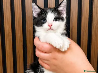 Domestic Shorthair cats ONLY 3 LEFT | Bella's Litter | Ready Now - Advert 2