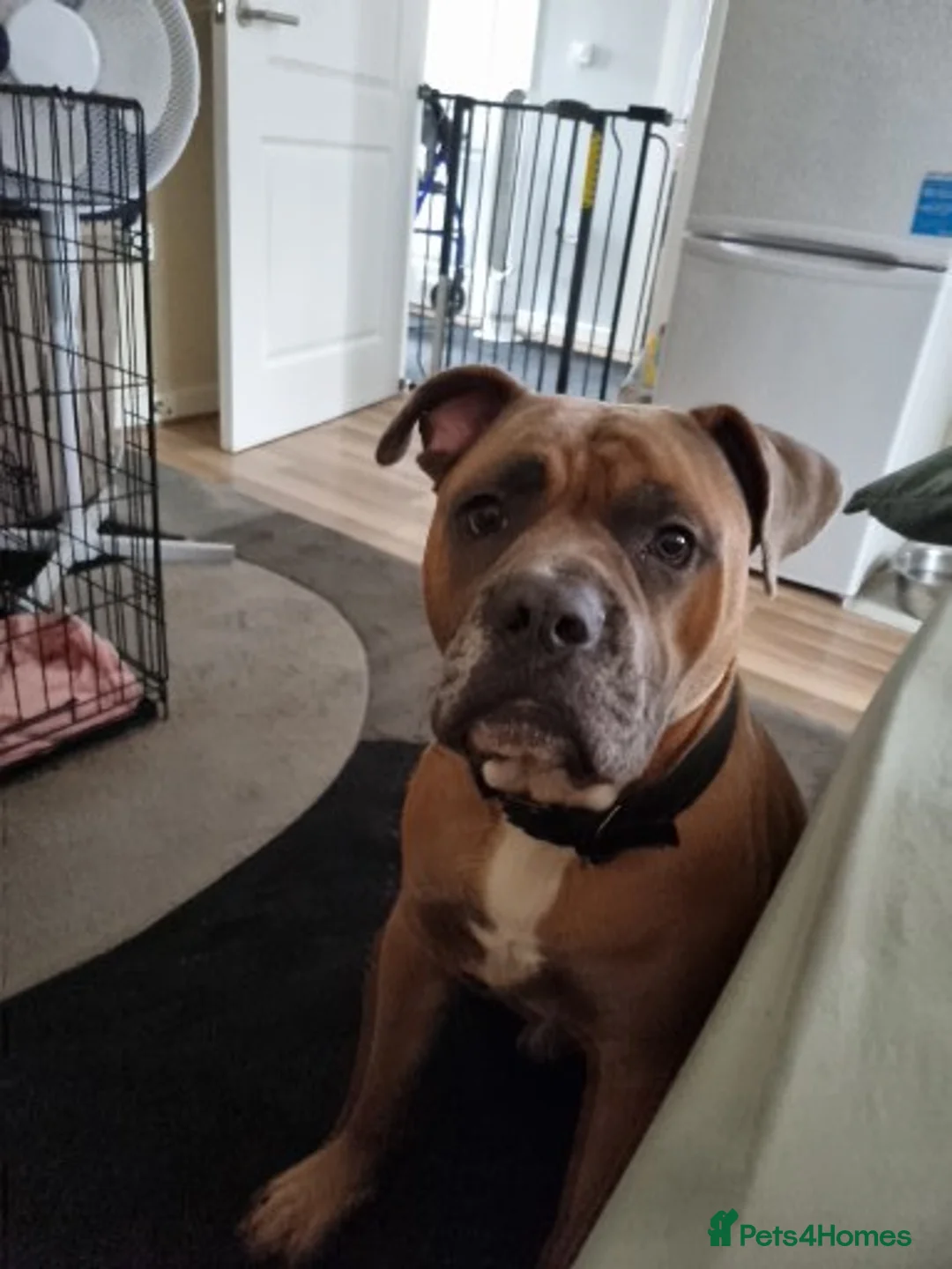 Mixed Breed dogs for sale: Frank - Advert 1