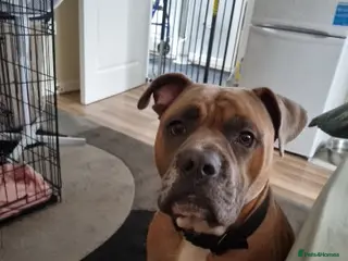 Mixed Breed dogs Frank - Advert 10