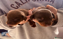 Miniature Dachshund dogs for sale: Smooth haired miniature dachshund  - Image 3